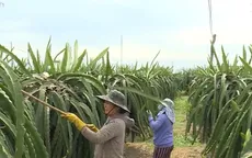 Hỗ trợ nông dân nghèo bị ảnh hưởng bởi dịch COVID-19