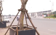 Bất ngờ với cách trồng cây "độc lạ" trên vỉa hè Hà Nội