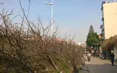 Nghiêm cấm chặt đào rừng chơi Tết