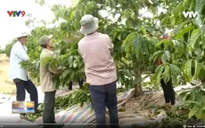 Trộm cắp lộng hành mùa thu hoạch cà phê