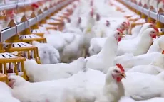Thúc đẩy chăn nuôi gà công nghệ cao