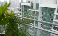Tương lai nông nghiệp của Singapore bắt đầu từ những khu vườn nhỏ