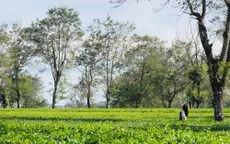 Biển hồ chè Pleiku - Sắc xanh đầy sức sống