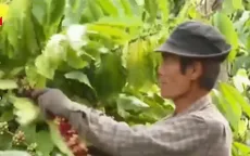 Cà phê đến kỳ thu hoạch, người dân lập tổ đội bảo vệ phòng trộm cắp