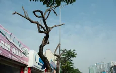 Sưa đỏ trên đường phố Hà Nội chết khô sau 7 tháng "chuyển nhà"