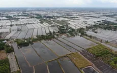 Hàng ngàn hecta lúa bị thiệt hại vì hạn hán và xâm nhập mặn
