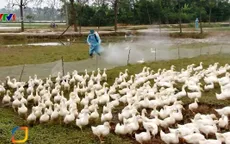 Khó khăn trong việc phòng chống dịch cúm gia cầm H5N6