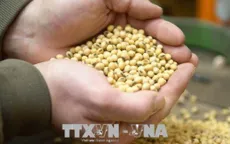 Giá nông sản tăng trở lại