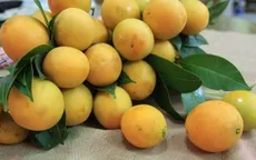 Thanh trà Vĩnh Long được mùa, được giá