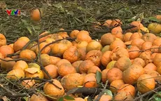 Cam rụng hàng loạt tại Hà Giang