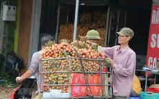 Chuẩn bị các điều kiện cần thiết để xuất khẩu vải quả tươi sang Nhật Bản