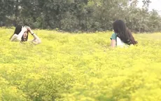 Cánh đồng hoa giữa vùng hạn
