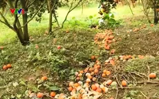Người trồng cam Hà Giang thiệt hại nặng do cam rụng