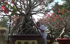 Vườn sứ khủng bên dòng Sa Giang