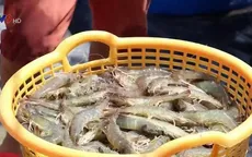 ĐBSCL trúng đậm vụ tôm mới