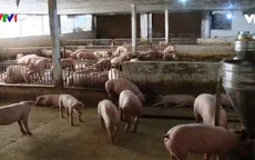 Giá lợn hơi doanh nghiệp chăn nuôi lớn về mức 75.000 đồng/kg