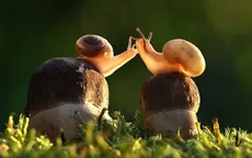 Mỉm cười trước những khoảnh khắc âu yếm trong thế giới động vật