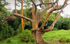 Gia tăng du khách tới Hawaii ngắm "cầu vồng trên cây"