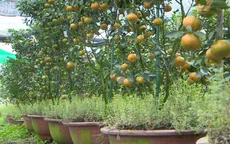 Nguy cơ không còn quýt hồng Lai Vung