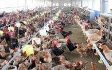 Cúm gia cầm tiếp tục bùng phát ở một số địa phương