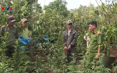 Phát hiện vụ trồng gần 1.200 cây cần sa trồng trong rẫy cà phê