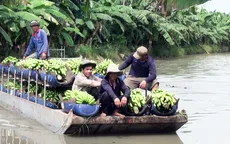 Chuyển đổi hiệu quả mô hình hoạt động của nông trường Sông Hậu