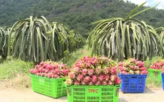 Giá thanh long bất ngờ tăng mạnh: Có hay không “bẫy quay vòng” của thương lái?