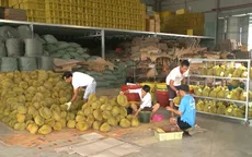 Thị trường sầu riêng Tiền Giang sôi động trở lại