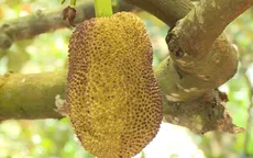 Giá mít Thái tăng trở lại