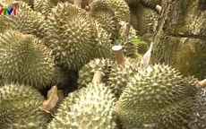 Thị trường sầu riêng sôi động trở lại