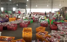 Long An: Nông dân trồng thanh long điêu đứng do ảnh hưởng bởi dịch do virus Corona