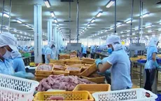 Ảnh hưởng xuất khẩu, giá cá tra giảm gần một nửa