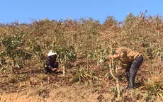 Vùng cà phê Lâm Đồng bị thiệt hại nặng do sương muối