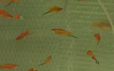 Chuyện giữ nghề của ông cụ bán cá lia thia