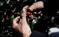 Các sản phẩm cà phê của Colombia sẽ được bình ổn giá