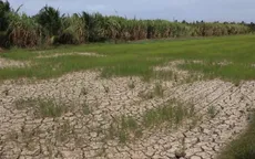 Xuống giống bất chấp khuyến cáo, hàng chục ngàn hécta lúa bị thiệt hại