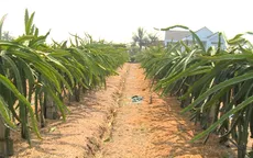 Nhà vườn miền Tây tránh mặn cho vườn cây ăn trái