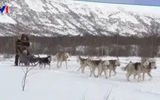 Cuộc thi chó kéo xe trượt tuyết ở Kamchatka, Nga