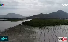 Hiệu quả chống hạn mặn từ đệm sinh thái rừng ngập mặn