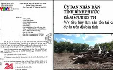 Bình Phước: Khai thác rồi tiêu hủy 8.000m3 gỗ nhưng chỉ… rút kinh nghiệm