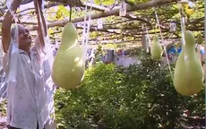 Giăng võng cho giàn bầu trái khủng