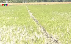 Nông dân Sóc Trăng trước nguy cơ mất trắng do sản xuất lúa vụ 3