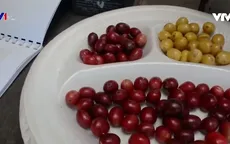 Cà phê dơi lên ngôi ở Madagascar