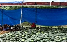 Giá dưa hấu chỉ còn 1.000 đồng/kg
