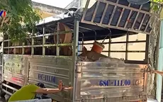 Phát hiện vụ vận chuyển lợn nhập lậu qua biên giới