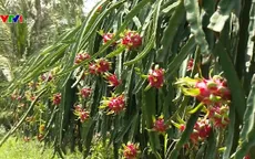 Tháo gỡ khó khăn tiêu thụ nông sản thời dịch nCoV