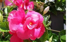 Độc đáo hoa hồng anh cánh kép nở hoa quanh năm