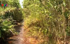 Cảnh báo cháy rừng tại ĐBSCL