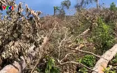 Hơn 5ha rừng ở Đắk Lắk bị tàn phá