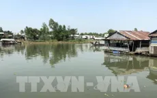 Cá nuôi chết hàng loạt trên sông Cái Vừng, An Giang
